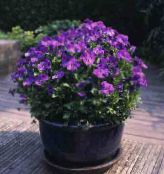 foto  Horned Stedmoderblomst, Horned Violet, Viola cornuta lilla