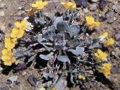 foto Dārza Ziedi Rydberg Twinpod, Dubultā Bladderpod, Physaria dzeltens