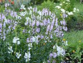 photo les fleurs du jardin Plante Obéissant, Fausse Dragonhead, Physostegia lilas