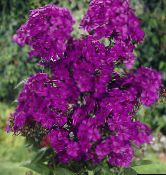 фото Садовые цветы Флокс метельчатый, Phlox paniculata фиолетовый