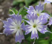 fotografie Záhradné kvety Ročné Phlox, Drummonda Plamienku, Phlox drummondii modrá