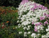 zdjęcie Ogrodowe Kwiaty Floks Drummonda, Phlox drummondii biały