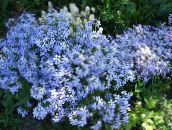 foto Trädgårdsblommor Smygande Flox, Moss Flox, Phlox subulata ljusblå