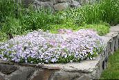 foto I fiori da giardino Strisciante Phlox, Muschio Phlox, Phlox subulata bianco