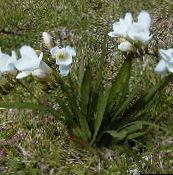 foto Flores de jardín Fresia, Freesia blanco