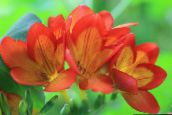 foto Dārza Ziedi Frēzija, Freesia oranžs