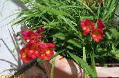foto Flores de jardín Fresia, Freesia rojo