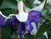 фотографија Баштенске Цветови Хонеисуцкле Фуксија, Fuchsia плави