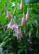 photo les fleurs du jardin Fuchsia De Chèvrefeuille rose