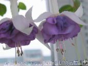 снимка Градински цветове Орлови Нокти Обичка, Fuchsia люляк