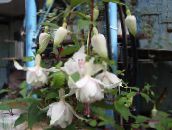 foto Flores do Jardim Fúcsia Madressilva, Fuchsia branco