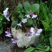 foto Flores do Jardim Haberlea lilás