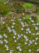 foto Flores do Jardim Bluets Alpinos, Bluets Montanha, Senhoras Quaker, Houstonia luz azul