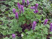 фото Садові Квіти Рясту Лісові, Corydalis фіолетовий