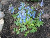 fotografie Zahradní květiny Corydalis světle modrá