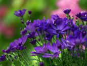 fotografie Zahradní květiny Květinářství Maminka, Pot Maminka, Chrysanthemum modrý