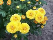photo les fleurs du jardin Fleuristes Maman, Maman Pot, Chrysanthemum jaune