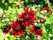 fotografie Zahradní květiny Květinářství Maminka, Pot Maminka, Chrysanthemum červená