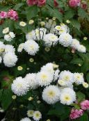 fotografie Záhradné kvety Kvetinárstvo Mamička, Pot Mamička, Chrysanthemum biely