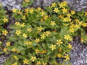 снимка Градински цветове Goldenstar, Зелено И Златно, Chrysogonum жълт