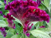 фото Садові Квіти Целозія, Celosia бордовий