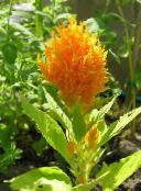 photo les fleurs du jardin Crête De Coq, Plante Panache, L'amarante À Plumes, Celosia orange