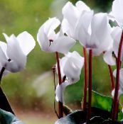 foto I fiori da giardino Seminare Pane, Ciclamino Resistenti, Cyclamen bianco