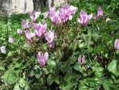 foto I fiori da giardino Seminare Pane, Ciclamino Resistenti, Cyclamen lilla