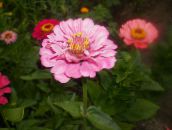 fotografie Zahradní květiny Cínie, Zinnia růžový
