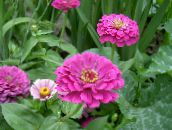 foto Flores de jardín Zinnia lila