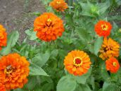turuncu Zinya Çiçeği