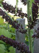foto I fiori da giardino Falso Hellebore, Veratrum nero