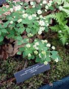 foto Aed Lilled Rue Anemone, Anemonella thalictroides valge
