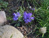 bilde Hage Blomster Sølv Dverg Blåklokke, Edraianthus lyse blå