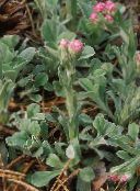 фотографија Баштенске Цветови Антеннариа, Мачке Стопала, Antennaria dioica розе