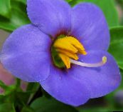 foto Have Blomster Persisk Violet, Tysk Violet, Exacum affine blå