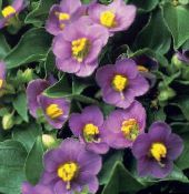 bilde Hage Blomster Persian Fiolett, Tysk Fiolett, Exacum affine lilla