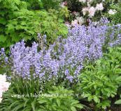 bilde Hage Blomster Spansk Blåklokke, Tre Hyacinth, Endymion hispanicus, Hyacinthoides hispanica lyse blå
