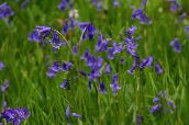 foto I fiori da giardino Bluebell Spagnolo, Giacinto Di Legno, Endymion hispanicus, Hyacinthoides hispanica blu