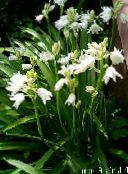 fotografija Vrtno Cvetje Španščina Bluebell, Les Hijacinte, Endymion hispanicus, Hyacinthoides hispanica bela
