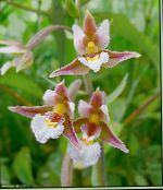 foto Have Blomster Mose Helleborine, Sump Epipactis pink