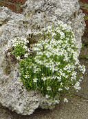 foto Flores do Jardim Fada Dedaleira, Erinus alpinus branco
