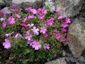 foto Flores de jardín Dedalera Hadas, Erinus alpinus rosa