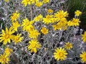 foto Flores do Jardim Oregon Luz Do Sol, Girassol Lanoso, Lanoso Daisy, Eriophyllum amarelo
