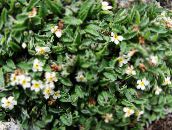 foto Flores de jardín Ártico No Me Olvides, Alpine Forget-Me-Not, Eritrichium blanco