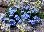 foto Flores de jardín Ártico No Me Olvides, Alpine Forget-Me-Not, Eritrichium azul claro