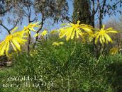 foto Tuin Bloemen Struik Madeliefje, Groene Euryops geel