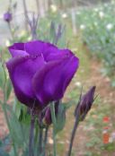 foto Flores de jardín Genciana Pradera, Lisianthus, Bluebell Texas, Eustoma púrpura