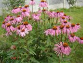 foto Flores do Jardim Coneflower, Coneflower Oriental, Echinacea rosa