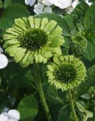 bilde Hage Blomster Coneflower, Østlige Coneflower, Echinacea grønn